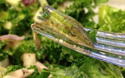 askotahlutur  mat - eluhaus  fersku salati